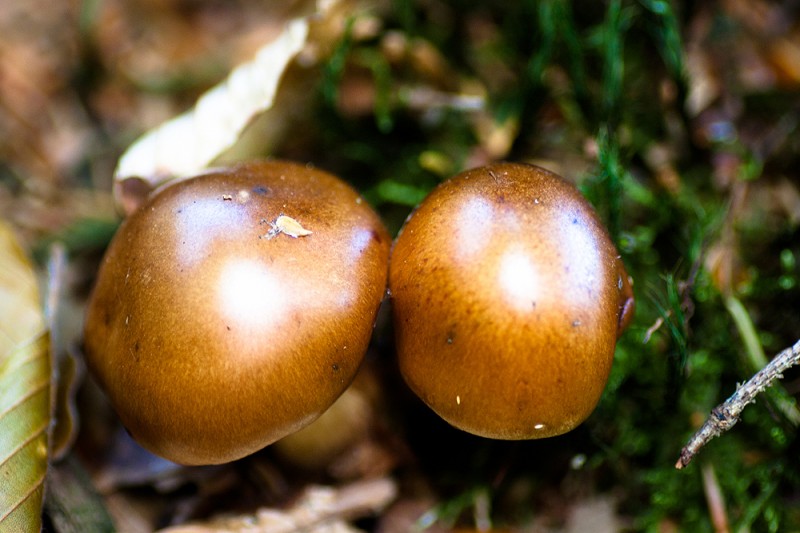 Goldköpfchen